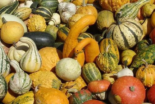 月子可以吃瓜不,月子期间瓜类食物的适宜与禁忌