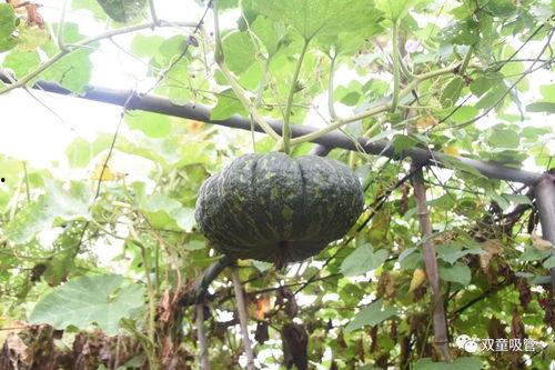 吃瓜落儿的例子,揭秘网络热词背后的文化现象