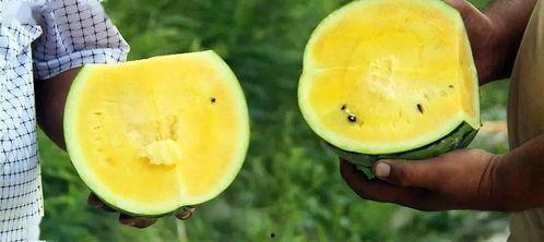 阿克苏阿瓦提县吃瓜,阿克苏阿瓦提县瓜果飘香之旅