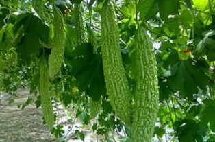 蓝瓜怎么吃,蓝瓜的多样食用方法探索