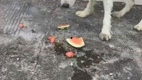 中国最强吃瓜犬,揭秘网络红星的幕后故事