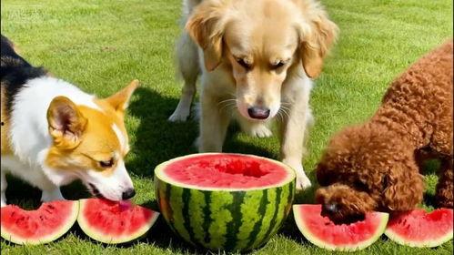 中国最强吃瓜犬,揭秘网络红星的幕后故事