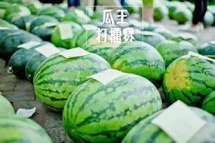 农村比赛吃瓜,农村吃瓜大赛欢乐上演