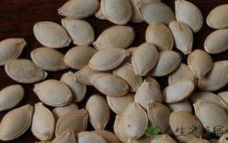 吃籽的角瓜种子,从种子到餐桌的蜕变