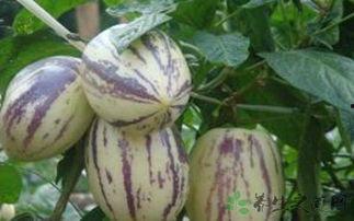 生日吃茄瓜好吗吗,传统习俗与健康益处的完美结合