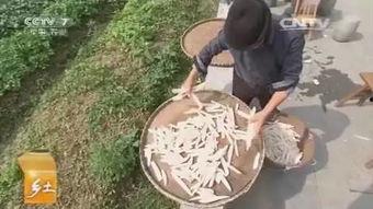 姑娘扔竹竿吃瓜