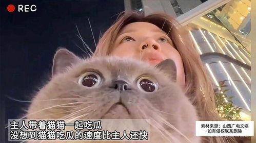 吃瓜猫喵喵,揭秘娱乐圈那些不为人知的幕后故事