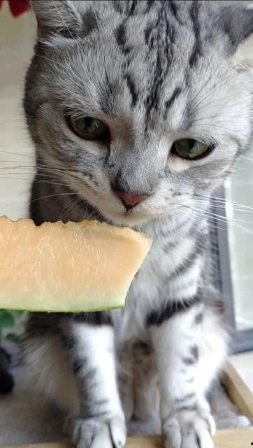 吃瓜猫喵喵,揭秘娱乐圈那些不为人知的幕后故事