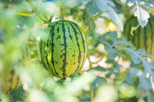 东北最新吃瓜,揭秘当地独特美食文化