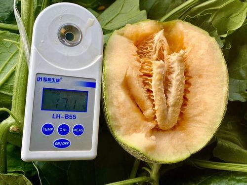 最近吃瓜系列大全