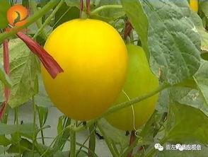 吃瓜群众水果加盟,开启健康美味新潮流