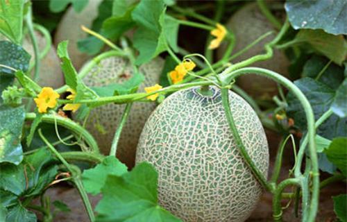 林果果吃瓜系统,揭秘瓜果世界的趣味之旅