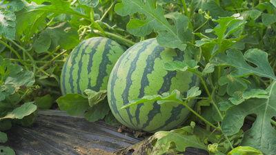 昌瑞吃瓜视频,揭秘娱乐圈幕后故事