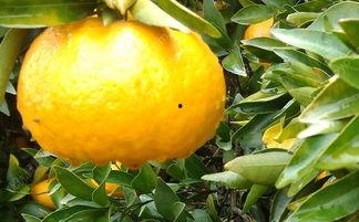 橘子橘子吃丸子瓜,探寻美食的奇妙融合之旅