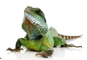 蜥蜴吃瓜事件图片真实,一场自然界的趣味奇观