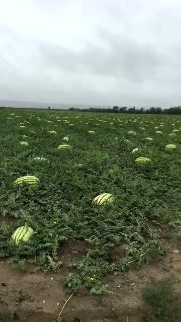 自己点赞吃瓜,揭秘娱乐圈幕后真相