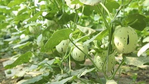 瓜州中午吃啥,探寻当地特色午餐