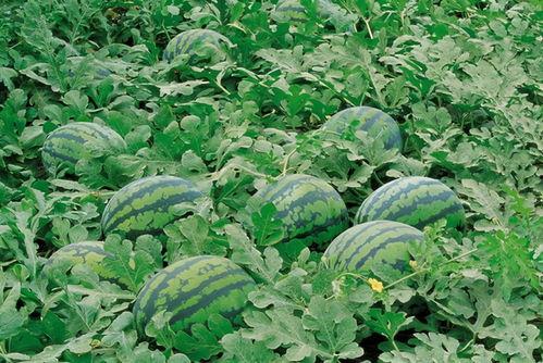 盐山吃瓜群,揭秘民间趣味生活圈