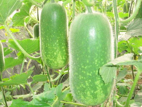 2378吃瓜,一场吃瓜群众的狂欢盛宴