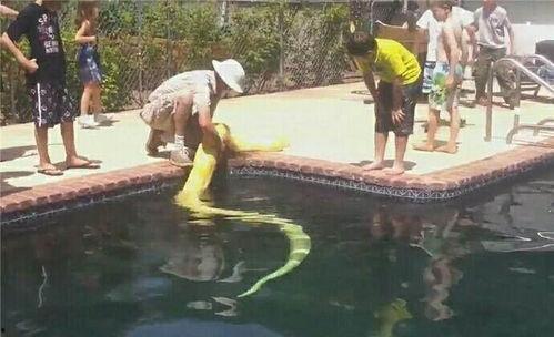 吃瓜去游泳或者看大鱼