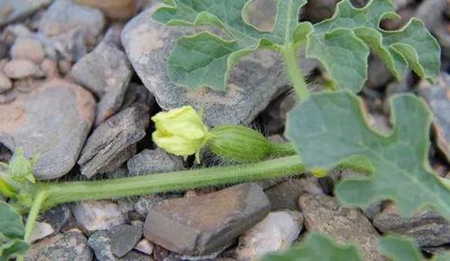 孕妇可以吃砂瓜,孕妇适宜食用的砂瓜营养解析  第2张