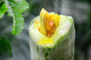 玉林网红吃瓜 第1张 玉林网红吃瓜 第1张