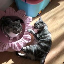 吃瓜看戏的猫,吃瓜看戏的猫视角揭秘娱乐圈风云 第2张 吃瓜看戏的猫,吃瓜看戏的猫视角揭秘娱乐圈风云 第2张