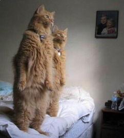 吃瓜看戏的猫,吃瓜看戏的猫视角揭秘娱乐圈风云 第3张 吃瓜看戏的猫,吃瓜看戏的猫视角揭秘娱乐圈风云 第3张