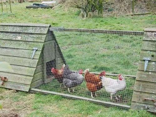 羊圈吃瓜爆料,揭秘娱乐圈背后的惊人真相  第2张