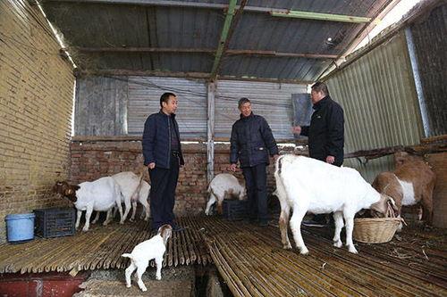 羊圈吃瓜爆料,揭秘娱乐圈背后的惊人真相  第3张