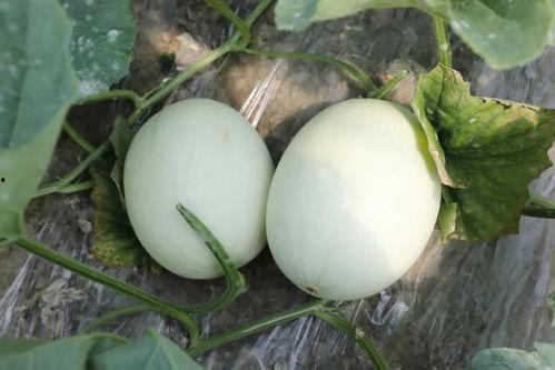 辽宁玉瓜怎么吃  第2张