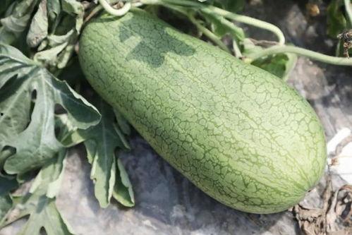 辽宁玉瓜怎么吃  第3张