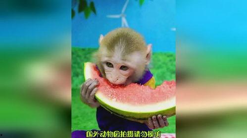 猴子吃瓜插画,一幅描绘猴王品瓜的欢乐插画  第2张