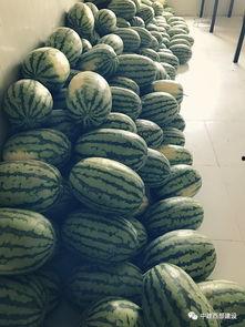 东部西部吃瓜视频  第1张