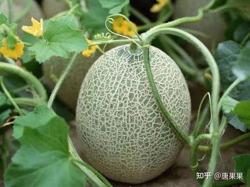 新疆籽瓜怎么吃,解锁美味新体验  第2张