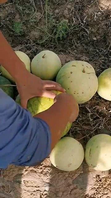 吃瓜不是香蕉皮,网络流行语的趣味解读  第3张