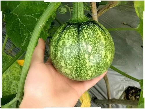 江西理工吃瓜  第2张