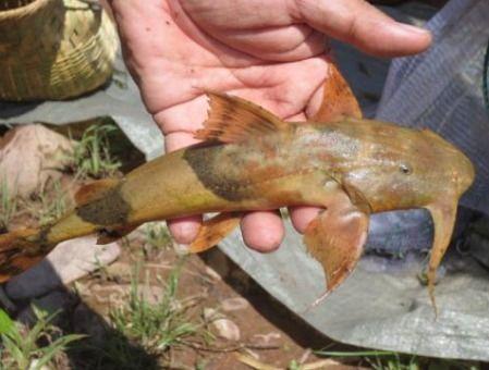 吃瓜鱼鱼全文,揭秘娱乐圈背后的故事与真相  第2张