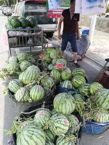 金乡孙庄吃瓜事件