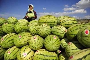 国内外吃瓜,揭秘国内外热门事件背后的“瓜”文化  第3张