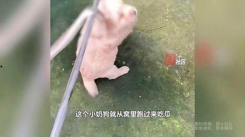 被蛇咬吃瓜